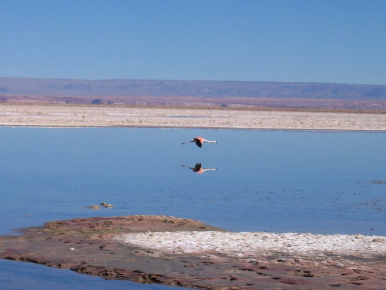 fliegender Flamingo am Salar de Atacama