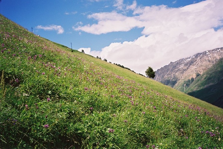 üppige Blumenwiesen und Almen im Kaukasus