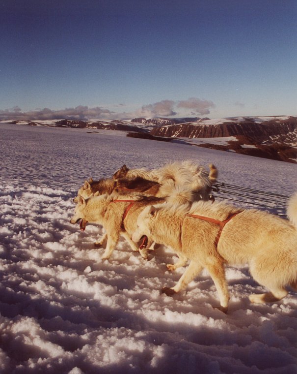 Hundeschlittenfahrt am Gletscher