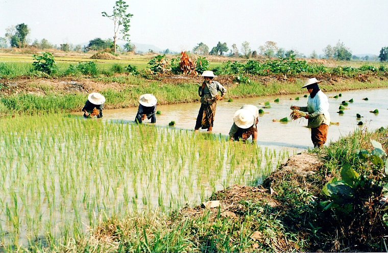 Arbeiterinnen im Reisfeld