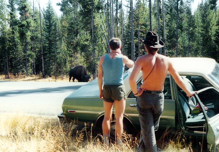 ein weidender Bison am Straßenrand im Yellowstone Nationalpark