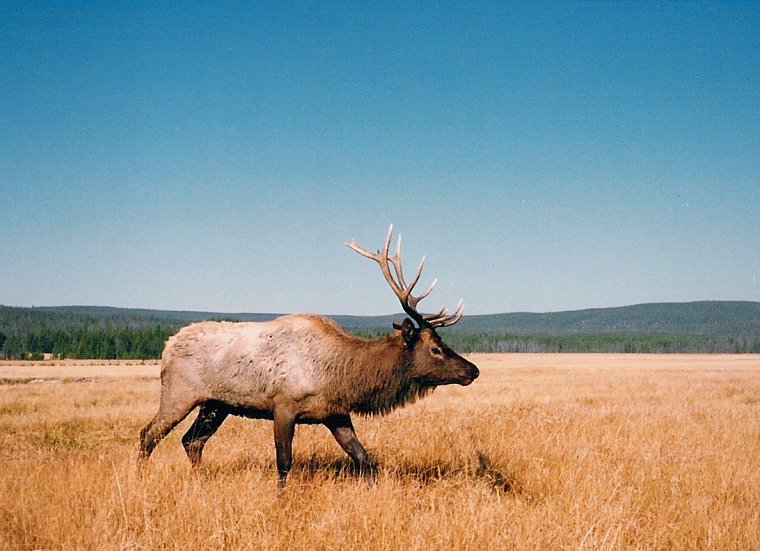 Wapiti Hirschbulle im Yellowstone Nationalpark